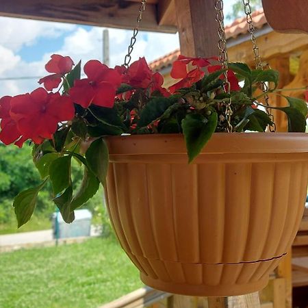 Mini Complex Rilski Terasi Sapareva Banya Dış mekan fotoğraf