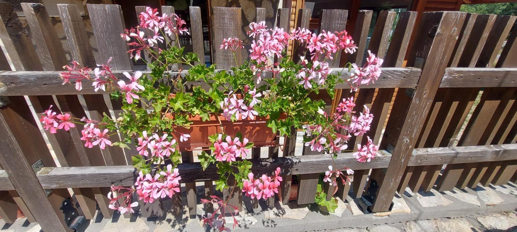 Mini Complex Rilski Terasi Sapareva Banya Dış mekan fotoğraf